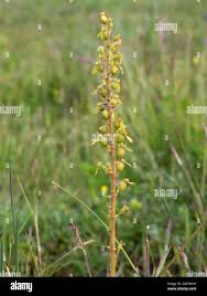 Attēlu rezultāti vaicājumam “Listera ovata bud”