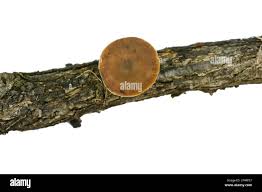 Attēlu rezultāti vaicājumam “Polyporus brumalis”