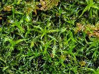 Attēlu rezultāti vaicājumam “Tortella tortuosa”