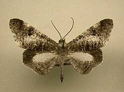 Attēlu rezultāti vaicājumam “Dianema nivale macro”