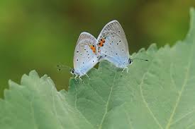 Attēlu rezultāti vaicājumam “Everes argiades female”