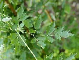 Attēlu rezultāti vaicājumam “Thalictrum flavum”