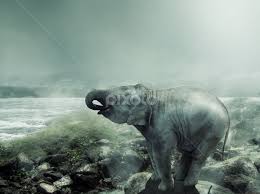 Image result for sad elephant