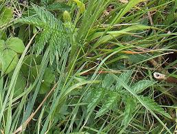 Image result for Agrimonia eupatoria