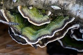 Attēlu rezultāti vaicājumam “Cerrena unicolor”