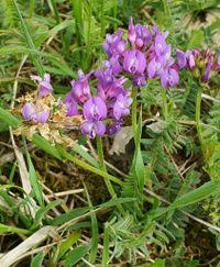 Attēlu rezultāti vaicājumam “Astragalus danicus”