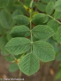 Attēlu rezultāti vaicājumam “Rosa villosa”