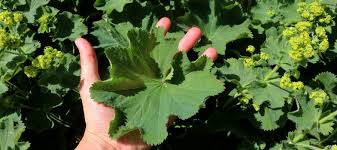 Attēlu rezultāti vaicājumam “Alchemilla vulgaris aggr. bud”