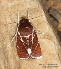 Attēlu rezultāti vaicājumam “Nolidae”