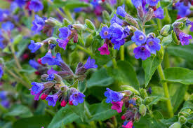 Image result for Pulmonaria officinalis