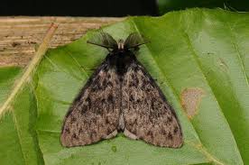 Attēlu rezultāti vaicājumam “Lymantria monacha imago”