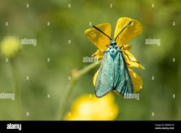 Attēlu rezultāti vaicājumam “Adscita statices”