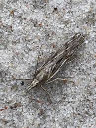 Attēlu rezultāti vaicājumam “Pediasia fascelinella”