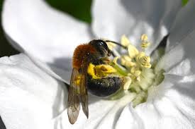 Attēlu rezultāti vaicājumam “Andrena haemorrhoa”