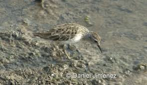 Image result for Calidris subminuta