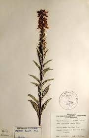 Image result for Digitalis lanata