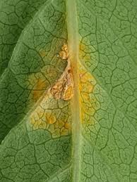 Attēlu rezultāti vaicājumam “Melampsora epitea”