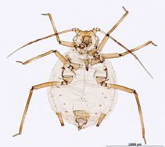 Attēlu rezultāti vaicājumam “Rhopalosiphum oxyacanthae”