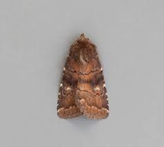 Attēlu rezultāti vaicājumam “Rusina ferruginea female”