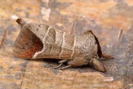 Attēlu rezultāti vaicājumam “Clostera curtula”