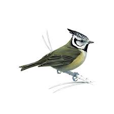 Attēlu rezultāti vaicājumam “Lophophanes cristatus”