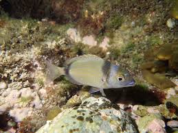 Image result for Diplodus helenae