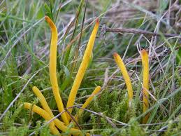 Attēlu rezultāti vaicājumam “Clavulinopsis helvola”