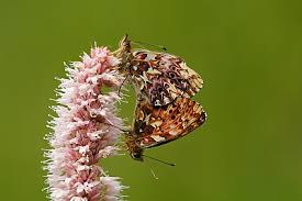 Attēlu rezultāti vaicājumam “Boloria titania underside”