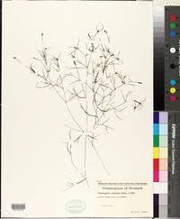 Attēlu rezultāti vaicājumam “Potamogeton trichoides”