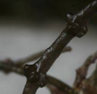 Attēlu rezultāti vaicājumam “Lemanea fluviatilis”