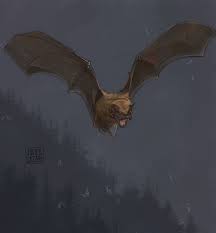 Attēlu rezultāti vaicājumam “Nyctalus noctula”