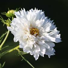 Image result for Cosmos bipinnatus `Double Click`