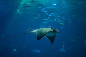 Image result for Myliobatis aquila