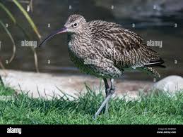 Attēlu rezultāti vaicājumam “Numenius arquata”