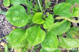 Attēlu rezultāti vaicājumam “Plantago major leaf”