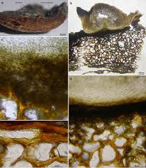 Attēlu rezultāti vaicājumam “Dianema depressum spores”