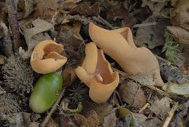 Attēlu rezultāti vaicājumam “Otidea onotica”