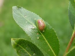 Attēlu rezultāti vaicājumam “Pontania proxima”