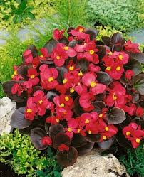 Image result for Begonia cucullata var. Hookeri