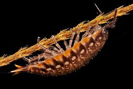 Attēlu rezultāti vaicājumam “Macrosteles sp. imago”