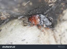 Attēlu rezultāti vaicājumam “Triplax russica”