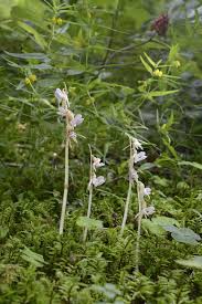 Attēlu rezultāti vaicājumam “Epipogium aphyllum”