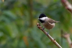 Image result for Poecile montana