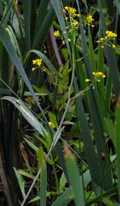 Attēlu rezultāti vaicājumam “Rorippa amphibia leaf”
