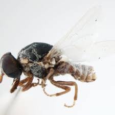 Attēlu rezultāti vaicājumam “Metatrichia sp.”