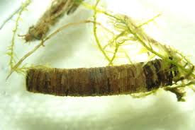 Attēlu rezultāti vaicājumam “Limnephilus larva”