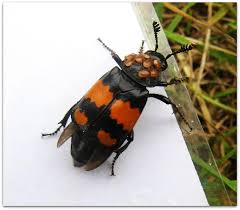 Attēlu rezultāti vaicājumam “Nicrophorus vespilloides”