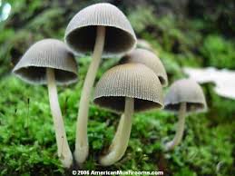 Attēlu rezultāti vaicājumam “Psathyrella sp.”