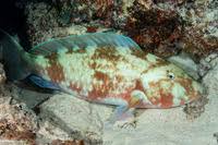 Image result for Calotomus carolinus