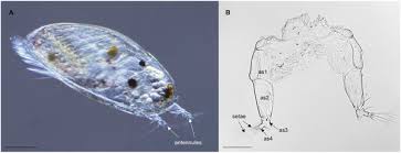 Attēlu rezultāti vaicājumam “Balanus improvisus”